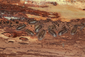 Mauerasseln und Tausendfüßer im Innern eines vermoderten Baumstammes, Oniscus asellus