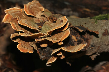 Pilz Schmetterlingstramete, Trametes versicolor, Coriolus versicolor, Polyporus vgersicolor