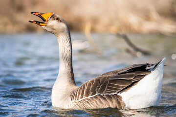 Greylag goose swimming in pond