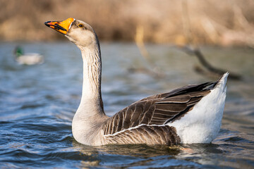 Greylag goose swimming in pond