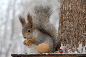 squirrel on the tree