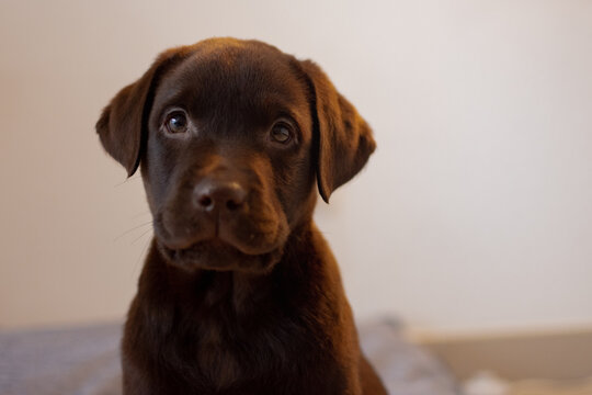 Chiot Labrador Images Browse 3 266 Stock Photos Vectors And Video Adobe Stock