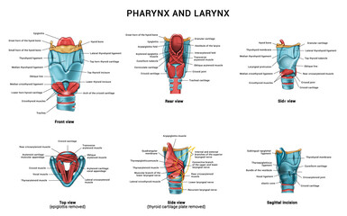 Anatomy of the pharynx and larynx. 