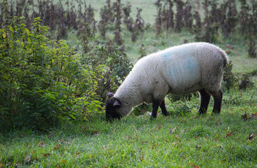 sheep munching in the field