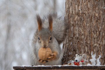 squirrel in the snow