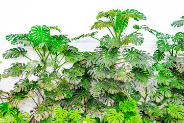 Thickets of monstera creepers growing on the wall.