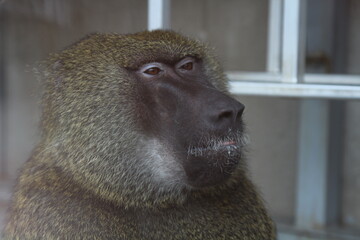 monkey