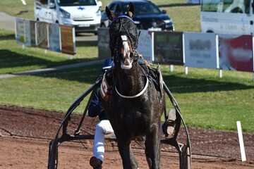 tête de cheval de course © compagnie-17