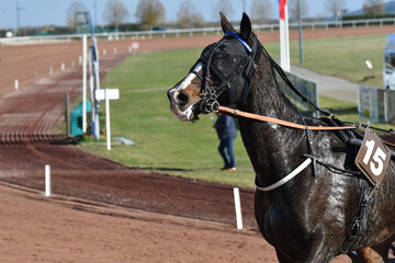 tête de cheval de course © compagnie-17