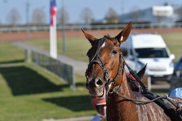 tête de cheval de course © compagnie-17