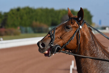 tête de cheval de course © compagnie-17