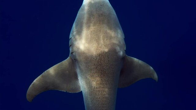 Nurse shark. Nurse shark (Ginglymostoma cirratum) slowly glides in the tropical sea