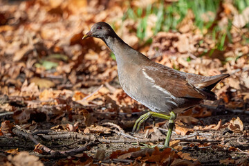 Eurasian common moorhen searching for food in autumn season (Gallinula chloropus) Bird searching for food