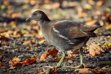 Eurasian common moorhen searching for food in autumn season (Gallinula chloropus) Bird searching for food