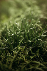 grass and dew
