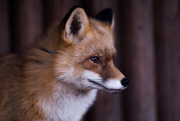 Fototapeta premium fox