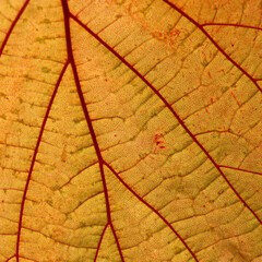 The orange figured background of the image creates a fragment of a big leaf of a filbert.