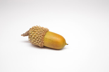 Green acorn on a white background