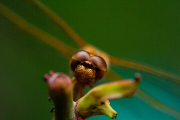 dragonfly on a plant (macro photo)