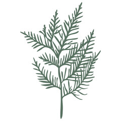 Vector element fir branch, conifer