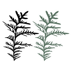 Vector element fir branch, conifer