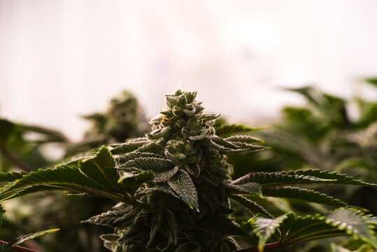 Bazookies Medical Cannabis Flower