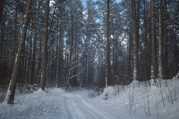 Road in snowy pine forest on sunny winter day. Wind blowing snow from the trees on the road. 