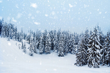 fir trees covered with snow. amazing  winter landscape