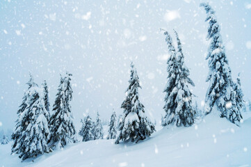fir trees covered with snow. amazing  winter landscape