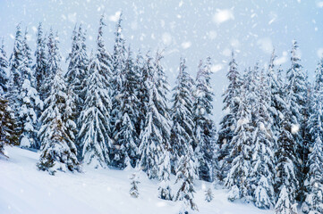 Obraz premium fir trees covered with snow. amazing winter landscape