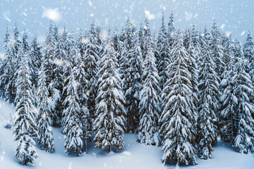 fir trees covered with snow. amazing  winter landscape