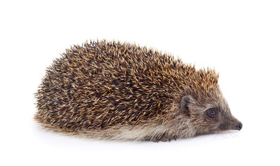 One brown hedgehog.