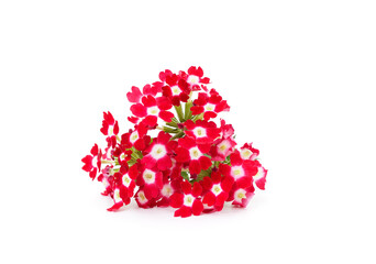 Beautiful verbena flowers.