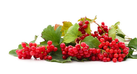 Twig of red viburnum with leaves.