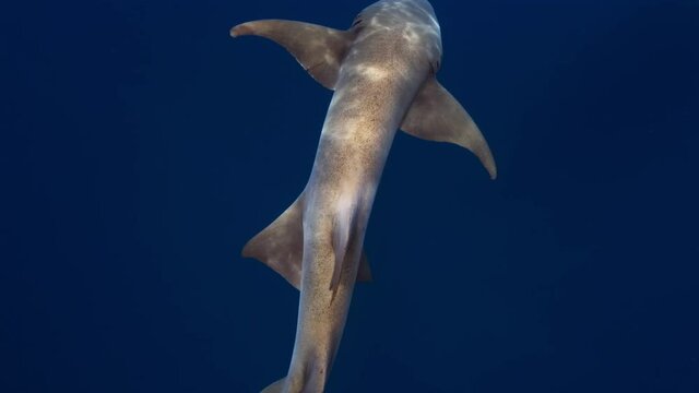Nurse shark. Nurse shark (Ginglymostoma cirratum) slowly glides in the tropical sea