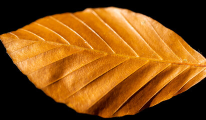 brown leaf with visible details on a black background