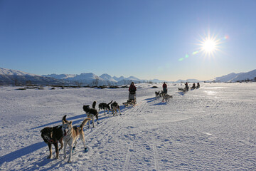 Riding the dog sleigh in Norway © Monika