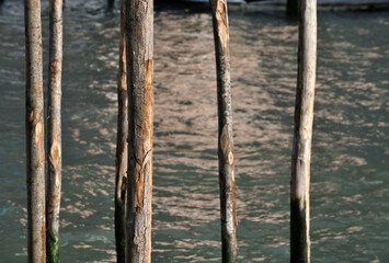 Wooden poles in water