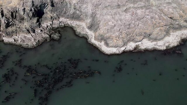 Kelp in the Ocean