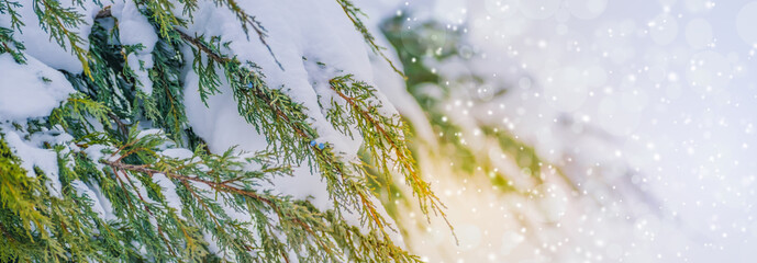 Winter panoramic scenery with snowy branches and sun. Frozen tree branches in winter forest