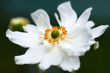 white flower