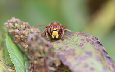 Hornisse - European hornet