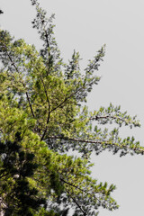 Rows of trees in a Pine Forest Plantation.
