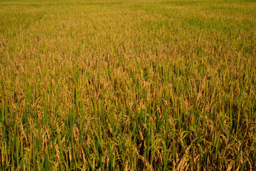 very fertile rice fields ready to harvest