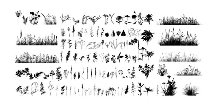 Flowers and herbs set. Silhouette of black grass. Vector illustration