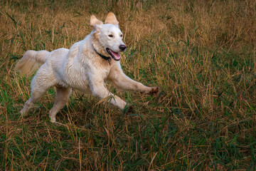 2021-11-23 A MATURE WHITE SHEPARD RUNNING THROUGH THE GRASS IN A LOCAL DOG PARK