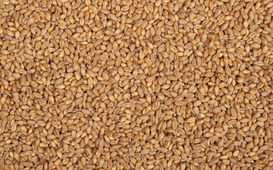 Wheat grains background and texture