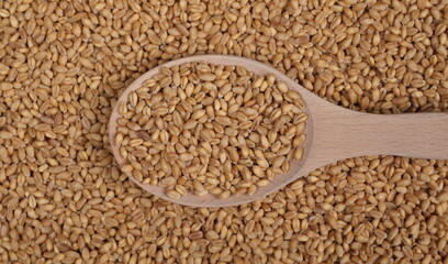Wheat grains, kernels in wooden spoon background and texture, top view