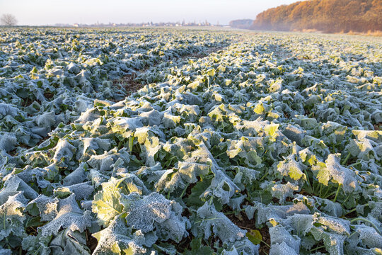 Frost field of green autumn winter rape plants. Early morning with blue sky and orange trees in background in late autumn.