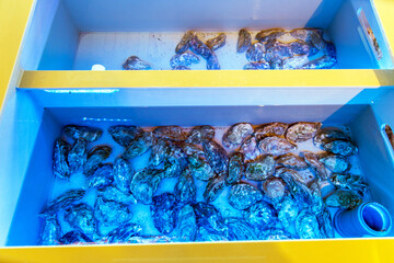 Shells, oysters for sale, sea clams inside aquarium in a restaurant © Art Event